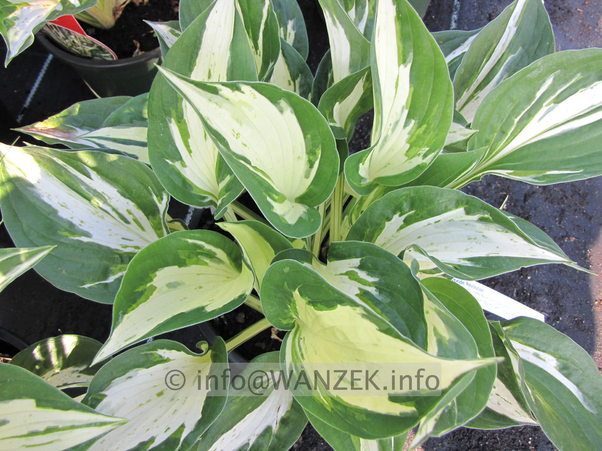 Hosta Hybride Revolution 04.JPG